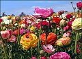 Flowers 101: Ranunculus